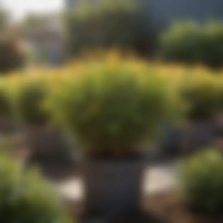 A selection of honeysuckle plants available at a local nursery