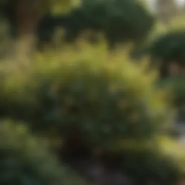 A lush garden featuring diverse honeysuckle plants