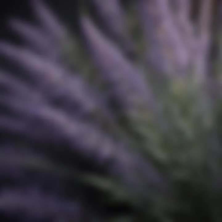 Close-up of lavender leaves highlighting their texture