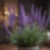 Lush lavender house plant showcasing vibrant flowers