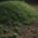 Close-up of Pennington Ultragreen Starter Fertilizer granules