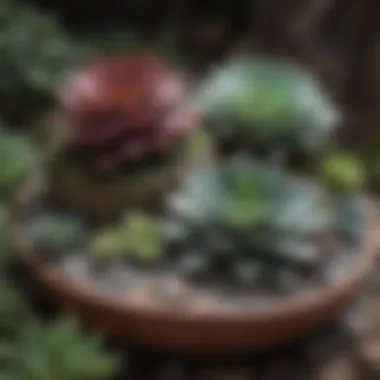 Artful Succulent Arrangements Close-up of unique succulent arrangements in a rockery setting