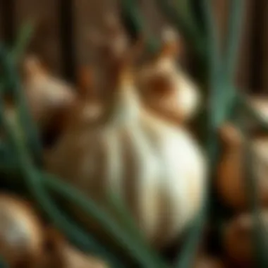 Exploring the Benefits and Availability of Large Onion Sets for Sale Summary Exploring the Benefits and Availability of Large Onion Sets for Sale Summary