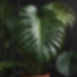 Vibrant foliage of a Monstera plant showcasing its iconic splits