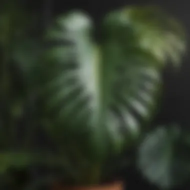 Vibrant foliage of a Monstera plant showcasing its iconic splits