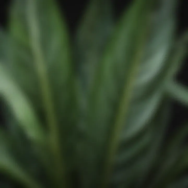 Close-up of elegant Snake Plant leaves with striking patterns