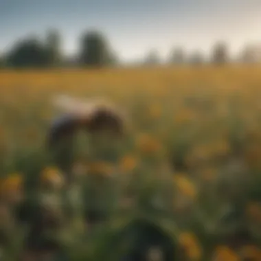 Pesticides and the Threat to Bee Populations A field sprayed with pesticides depicting environmental threat