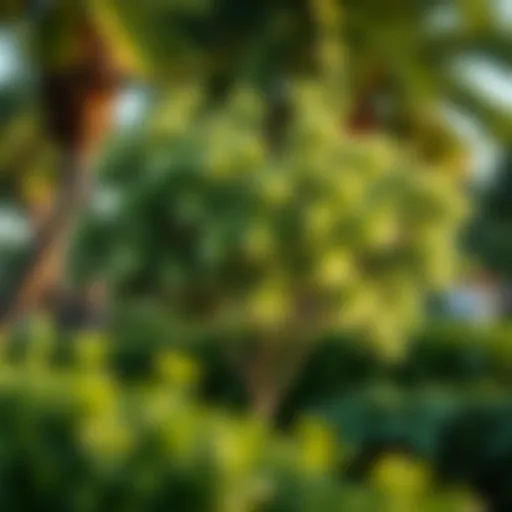 Fast Growing Trees for South Florida: Selecting the Ideal Species for Your Landscape Introduction