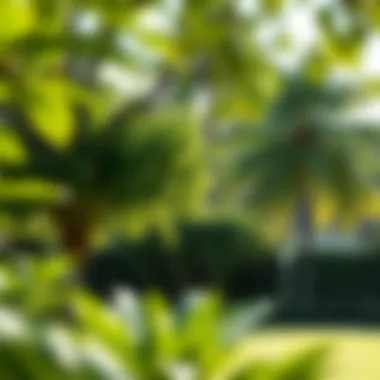 Notable Fast Growing Trees for South Florida: Selecting the Ideal Species for Your Landscape