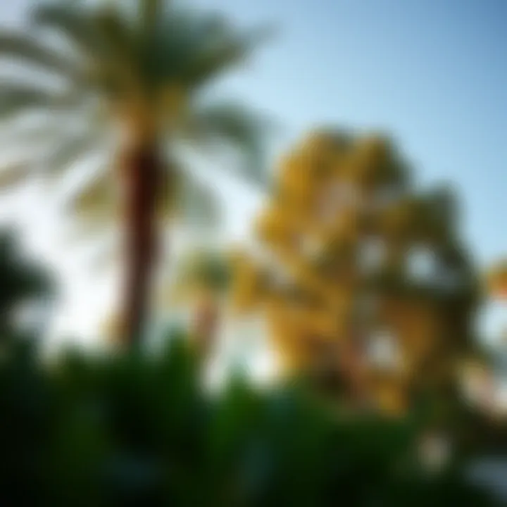 Fast Growing Trees for South Florida: Selecting the Ideal Species for Your Landscape Summary