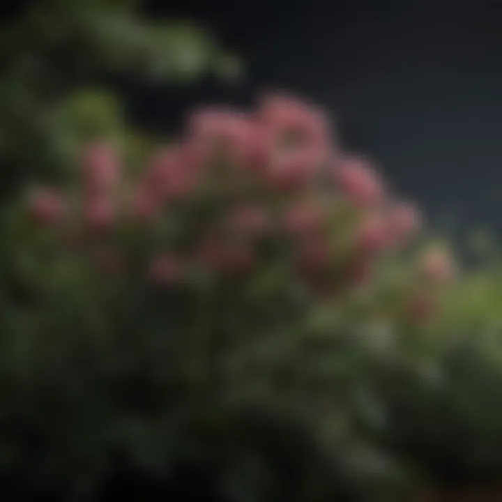 Close-up of a beautiful flowering shrub thriving in low light.