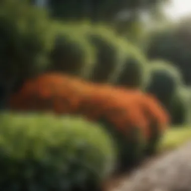 Diverse Part Sun Shrubs in Garden A well-maintained garden featuring various part sun shrubs in different colors