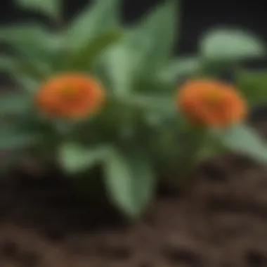 Close-up of giant zinnia leaves and soil