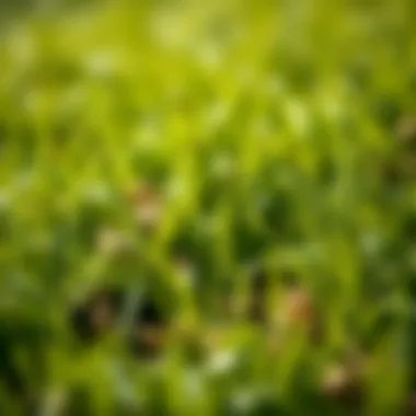 Varieties of Grass for Successful Overseeding Different types of grass seeds suitable for overseeding