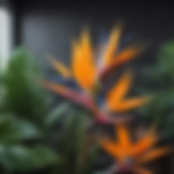 Close-up of the stunning flower of Birds of Paradise in a modern living space