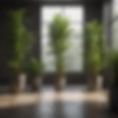 Different types of tall indoor plants displayed