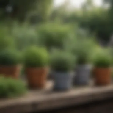 A small outdoor herb garden showcasing pots of rosemary, thyme, and parsley.