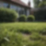 A close-up of a patchy lawn showing distinct bare spots