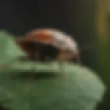 Close-up of a stink bug on a leaf