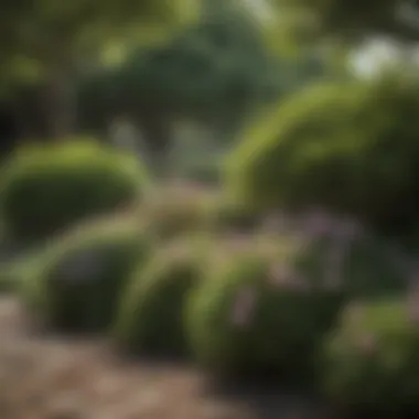 A well-maintained garden showcasing the beauty of shaded flowering shrubs.