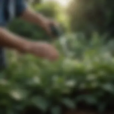 Homemade natural spray being applied to plants in a garden