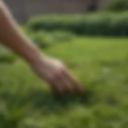 Close-up of hand pulling weeds from a lush green lawn