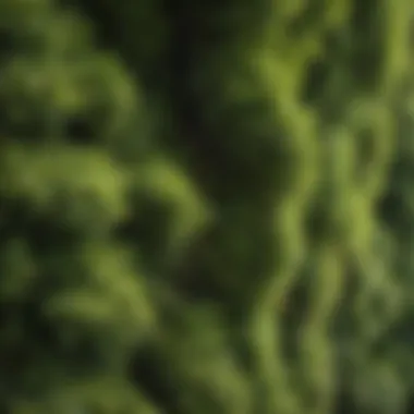 Close-up of a thriving hedge tree showcasing its foliage and texture