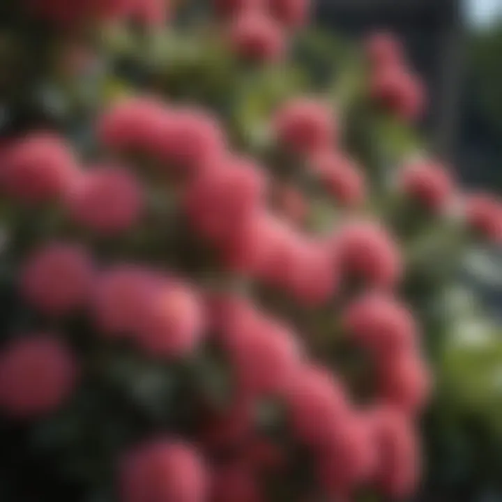 Close-up of colorful blooms on a flowering shrub