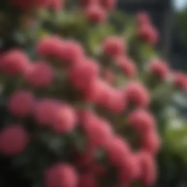 Close-Up of Colorful Flowering Shrub Blooms Close-up of colorful blooms on a flowering shrub