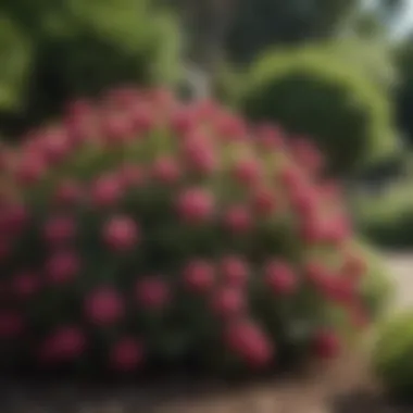 Diverse Flowering Shrubs in a Garden Setting Diverse types of flowering shrubs showcased in a garden