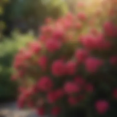 Vibrant Bloom of a Flowering Shrub Vibrant flowering shrub in full bloom under the sun