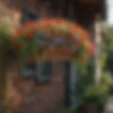 Vibrant flowering plants in a hanging basket