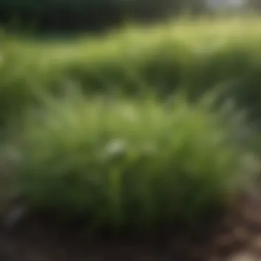 Close-up of different grass types illustrating seasonal changes