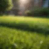 A well-manicured lawn showcasing a vibrant green color
