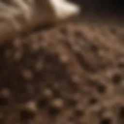 A close-up view of ideal soil texture for potato cultivation in bags