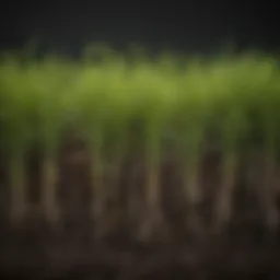 Close-up of fescue grass with healthy root system