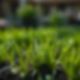 Optimal Timing for Planting Grass Seed in Spring Introduction