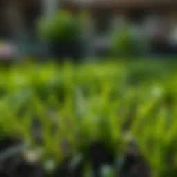 Optimal Timing for Planting Grass Seed in Spring Introduction
