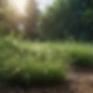 Different types of grass in various climates