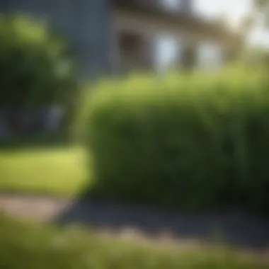 Healthy Grass Growth Lush green lawn showcasing healthy grass growth