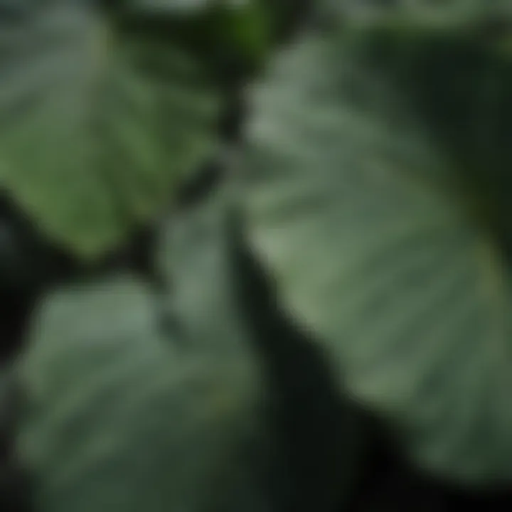 Close-up of elephant ear leaves showcasing their unique texture