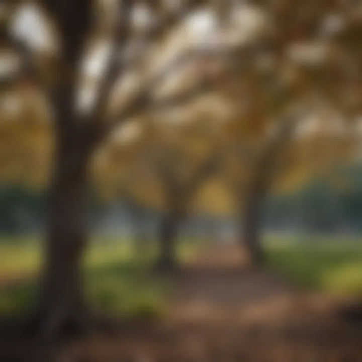 A seasonal timeline illustrating the best times to prune various fruit trees