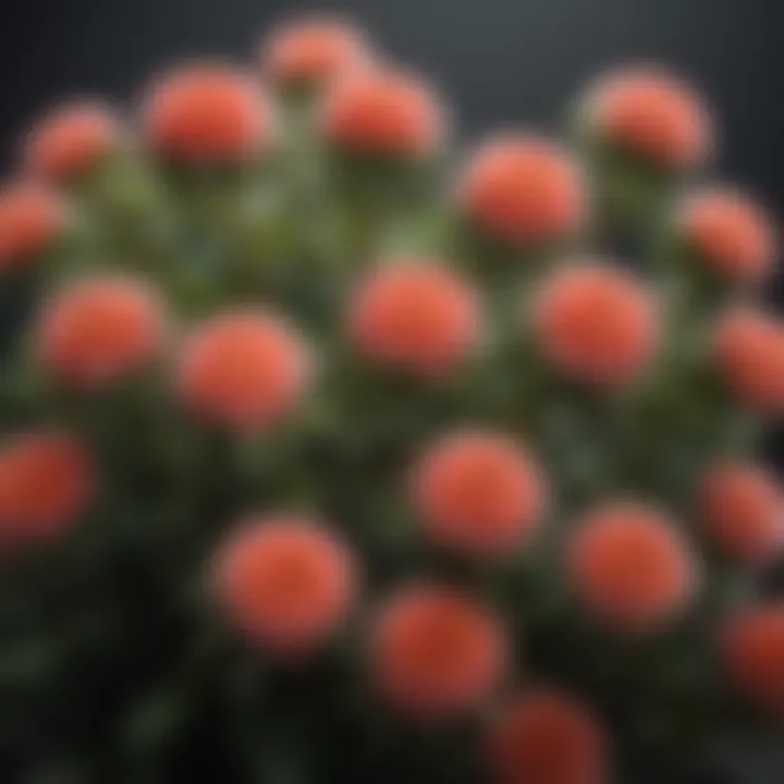 Close-up of a flowering part sun shrub showcasing its unique blooms