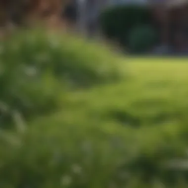 Successful Grass Growth Healthy lawn after seeding with vibrant green grass