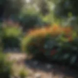 A vibrant garden showcasing a variety of plants.