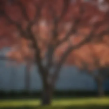 Well-pruned plum tree showcasing optimal branch structure