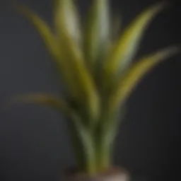 Close-up of a snake plant with yellowing leaves