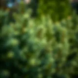 Selected Evergreen Shrubs for North Carolina Gardens Introduction
