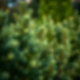 Selected Evergreen Shrubs for North Carolina Gardens Introduction