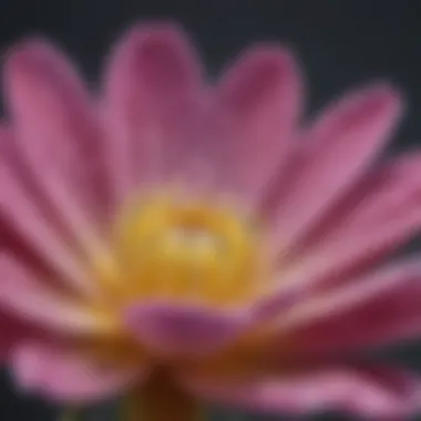 Close-up of a flower that thrives in wet conditions, highlighting its unique features.